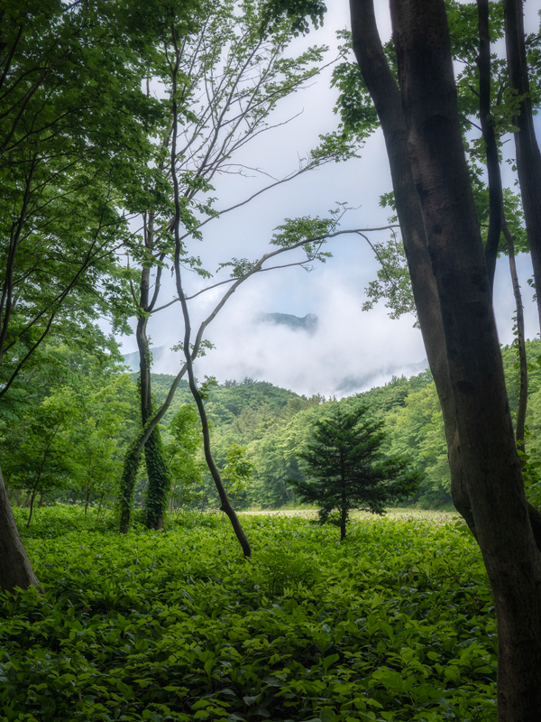 울릉 나리분지알봉둘레길 사진5